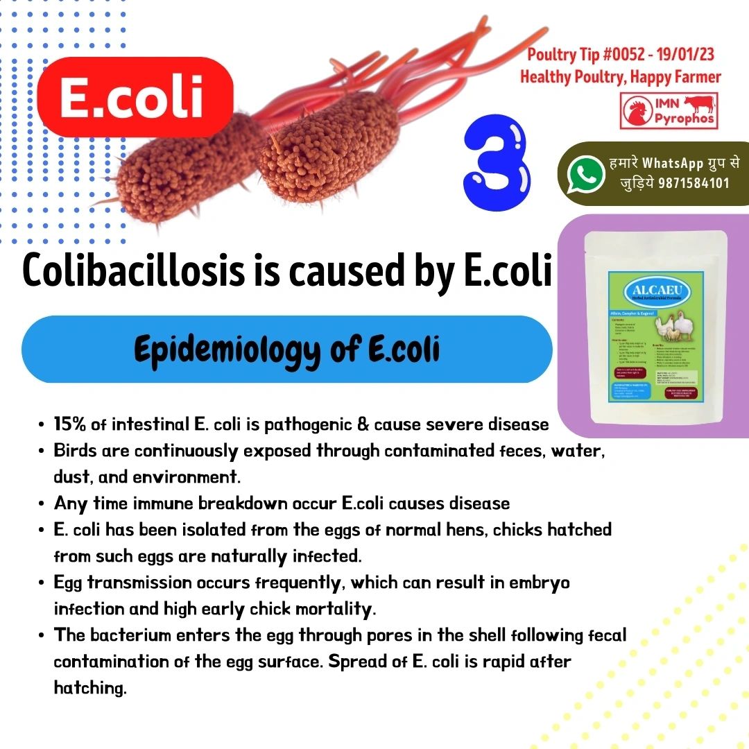 Colibacillosis - E.coli in Poultry