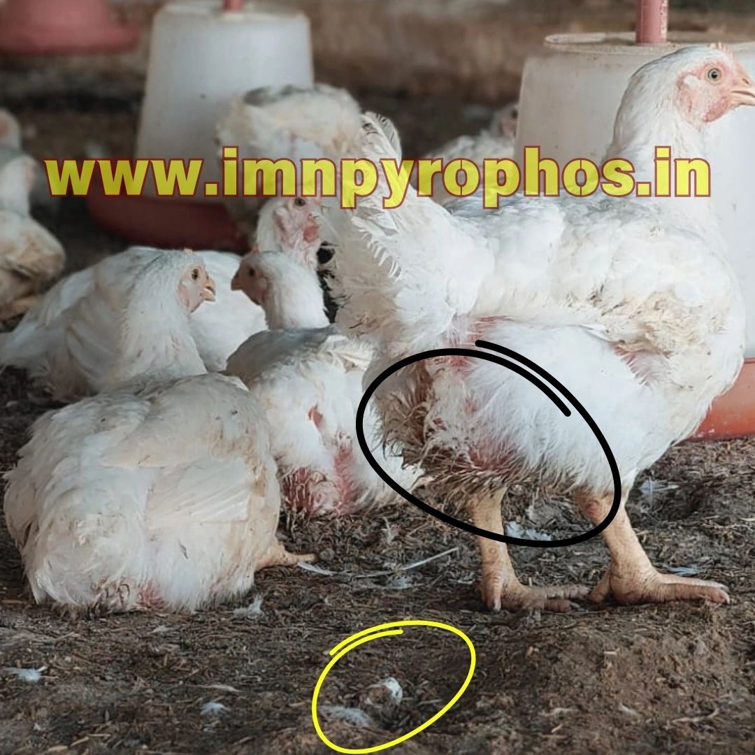 Poultry Droppings/ Chicken Poop Color Guide - Loose Droppings