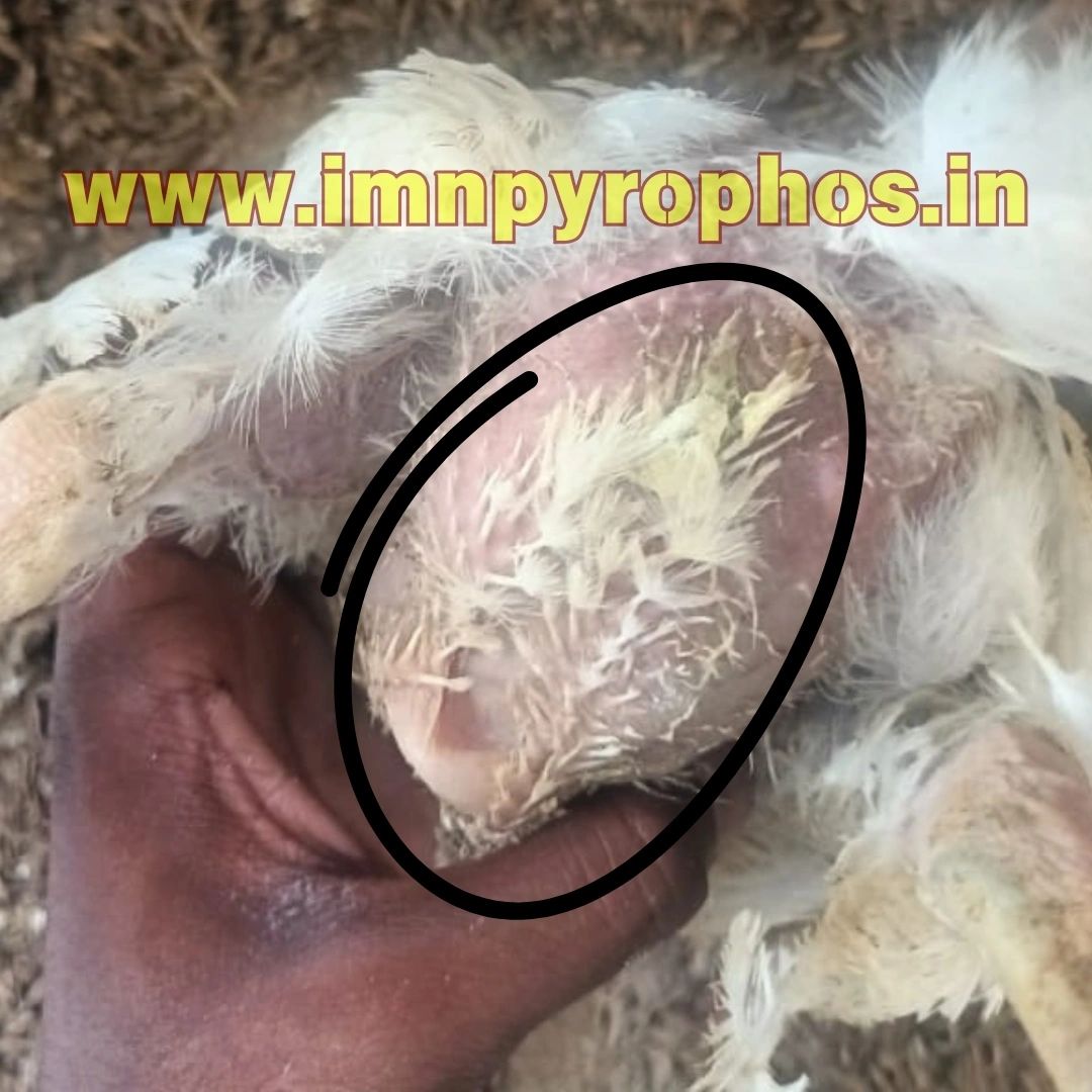 Poultry Droppings/ Chicken Poop Color Guide - Loose Droppings