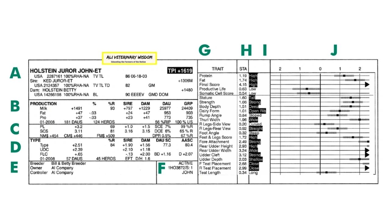 Decoding Sire Summary: A Practical Guide to Dairy Cattle Genetics