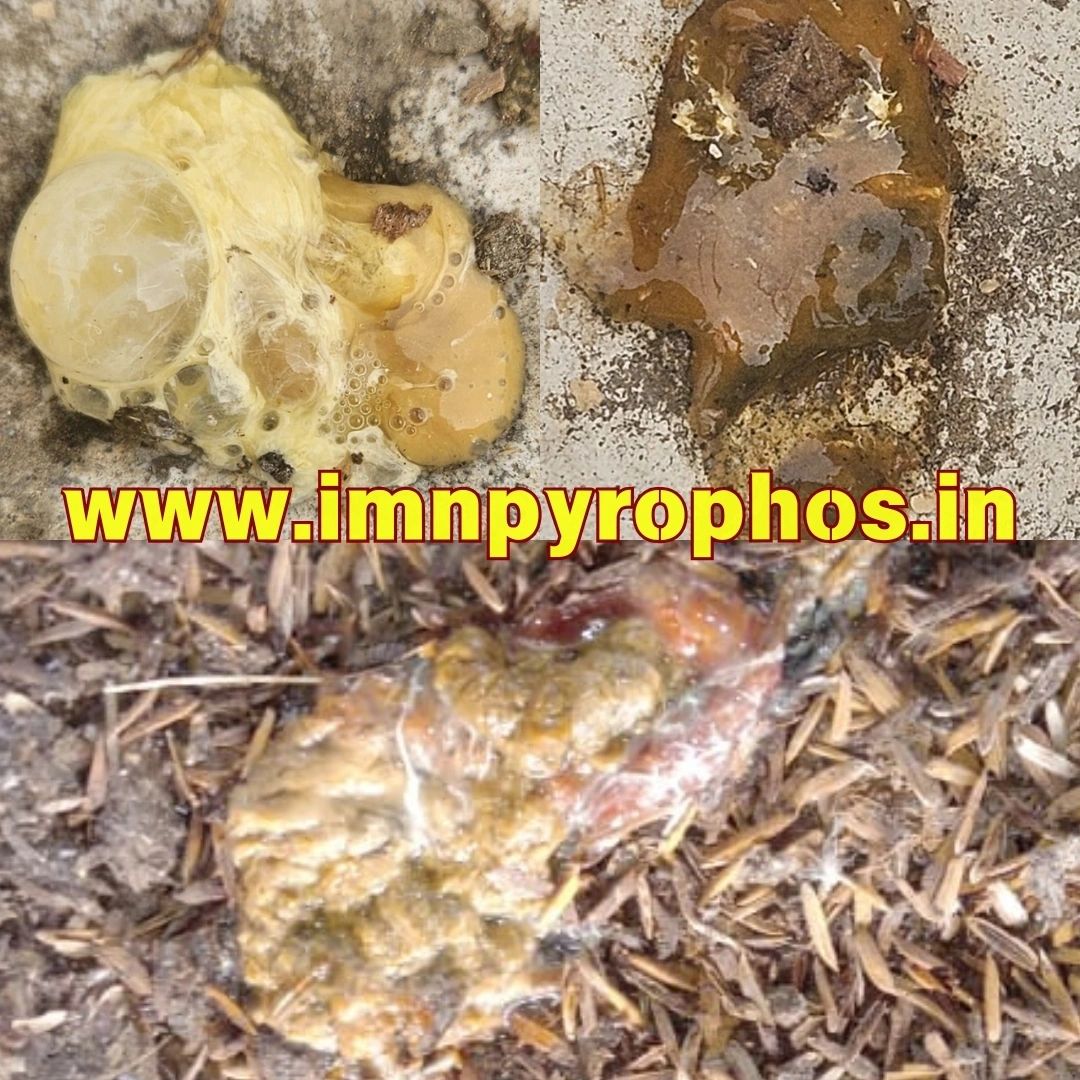 Poultry Droppings/ Chicken Poop Color Guide - Loose Droppings