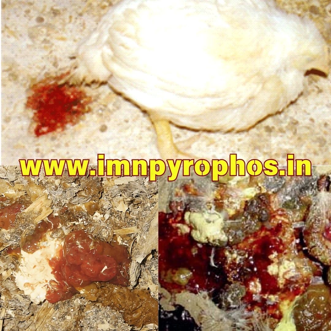 Poultry Droppings/ Chicken Poop Color Guide - Loose Droppings