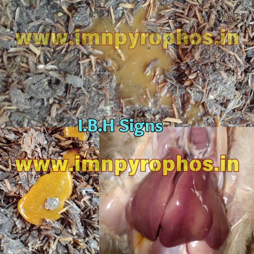 Poultry Droppings/ Chicken Poop Color Guide - Loose Droppings