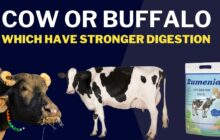 Buffaloes have stronger digestion than cows, here is proof imn buffalo nutrition basics to advance 1 54c17