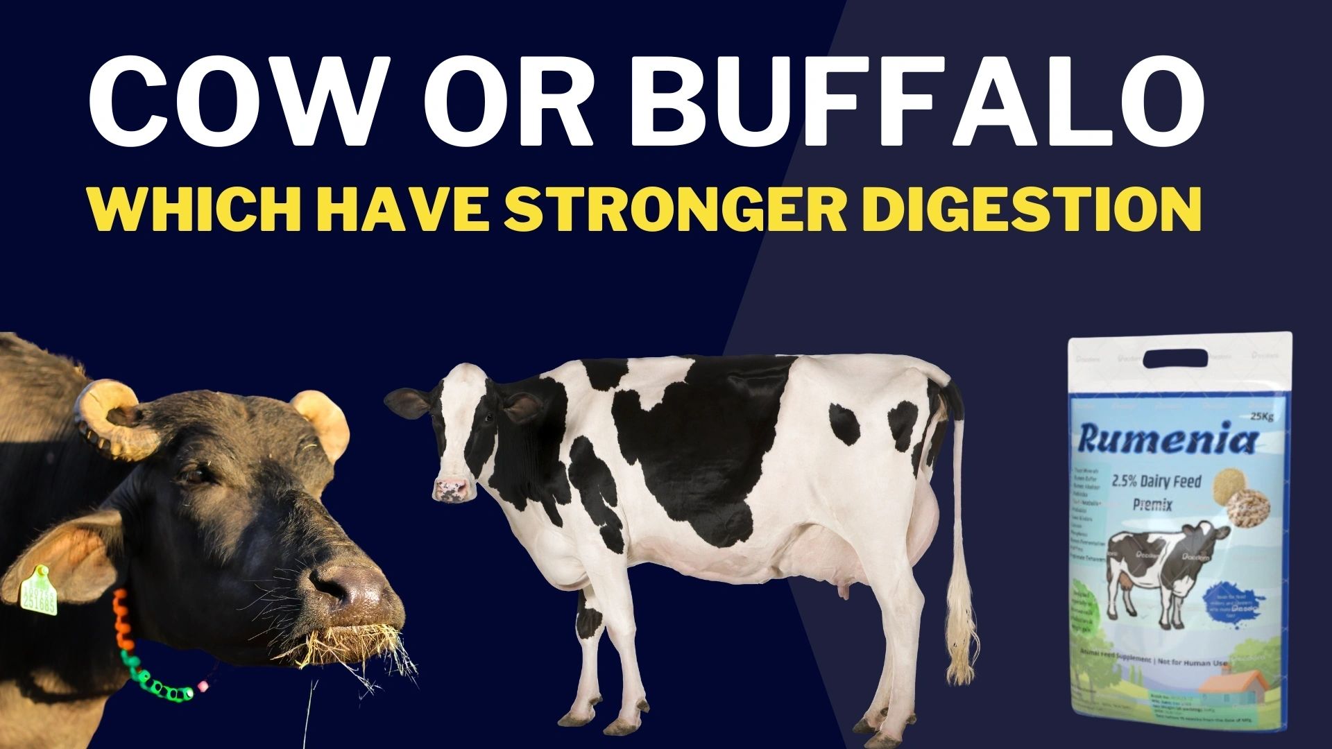 Buffaloes have stronger digestion than cows, here is proof