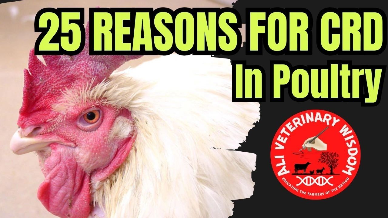 Threat of Poultry Respiratory Diseases - CRD Treatment in Poultry