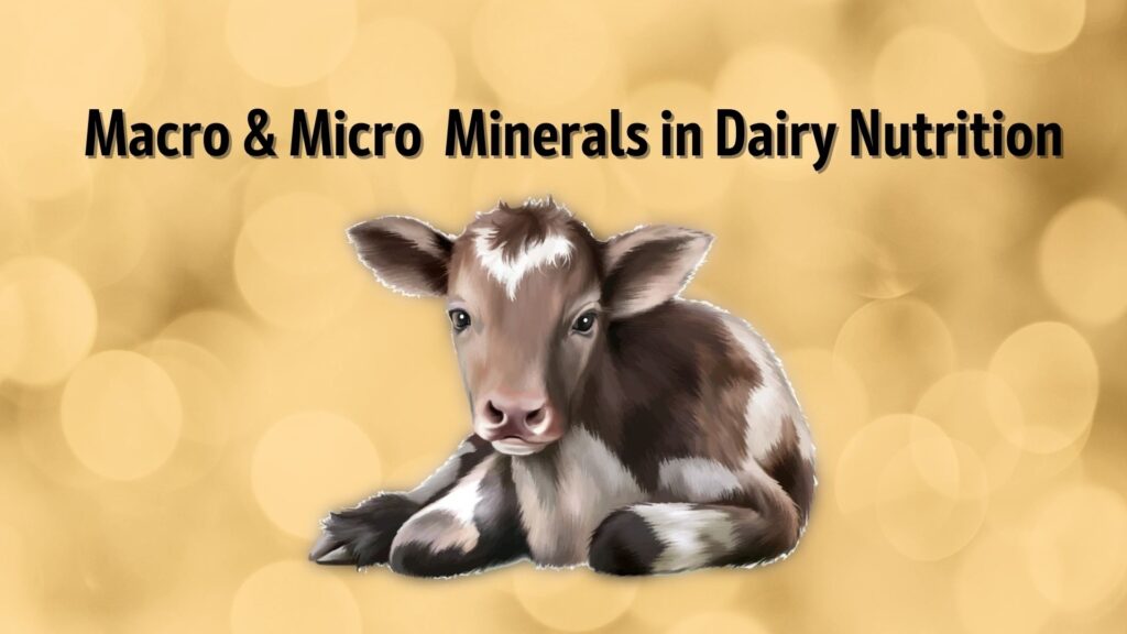 imn dairy blog 1 macro micro minerals in dairy n 0c93e