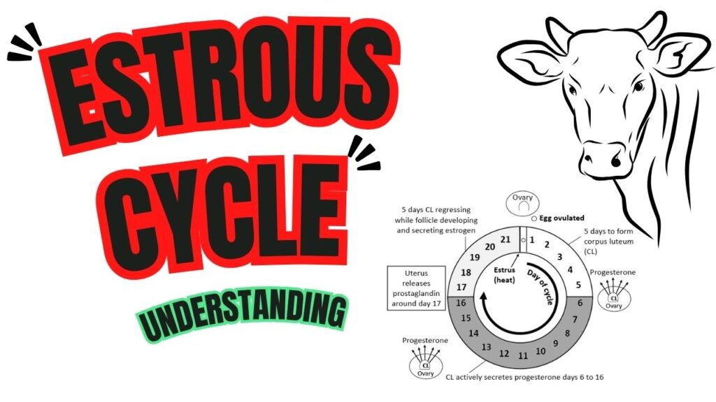imn estrous cycle 9a0f5