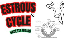 imn estrous cycle 9a0f5