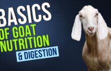 imn goat digestion thumbnail 27cf2