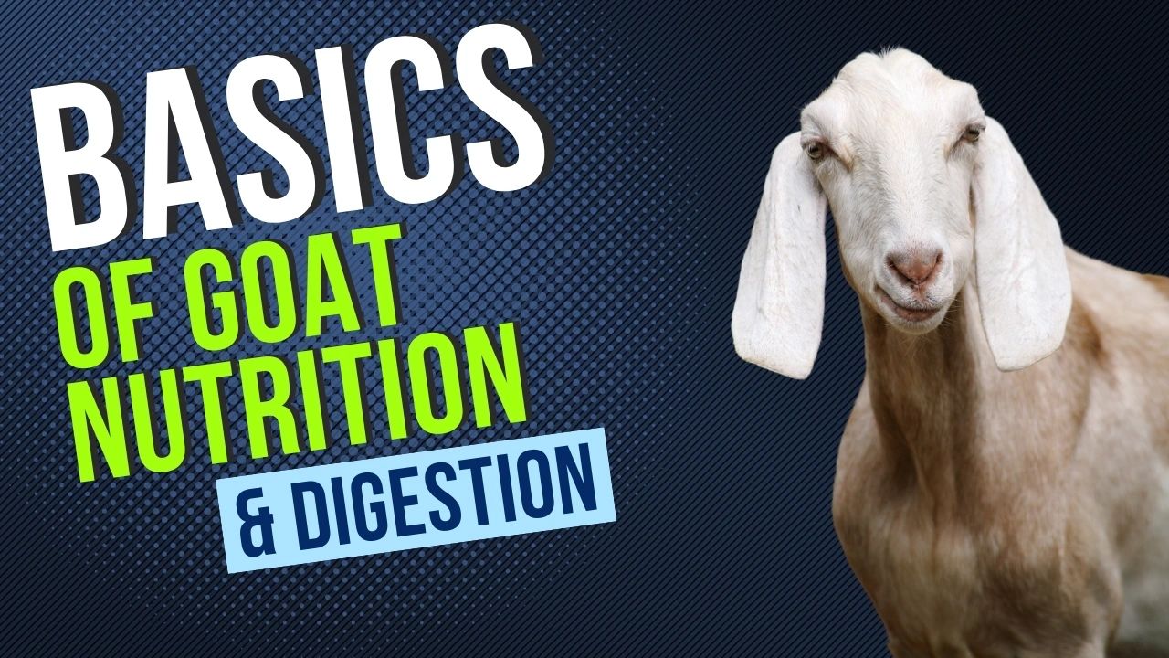 The Amazing Ruminant Digestive System of Goats
