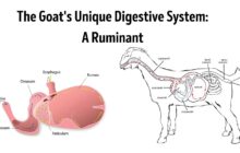 imn goat rumen b05dd