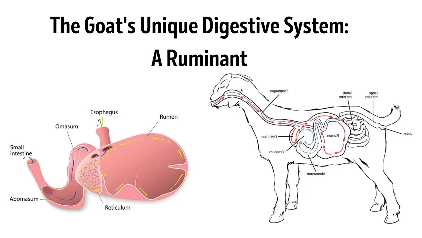 The Goat Digestive System: A Ruminant The Goat Digestive System: A Ruminant