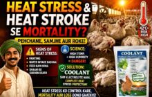 imn heat stress and heat stroke in poultry cf1a6