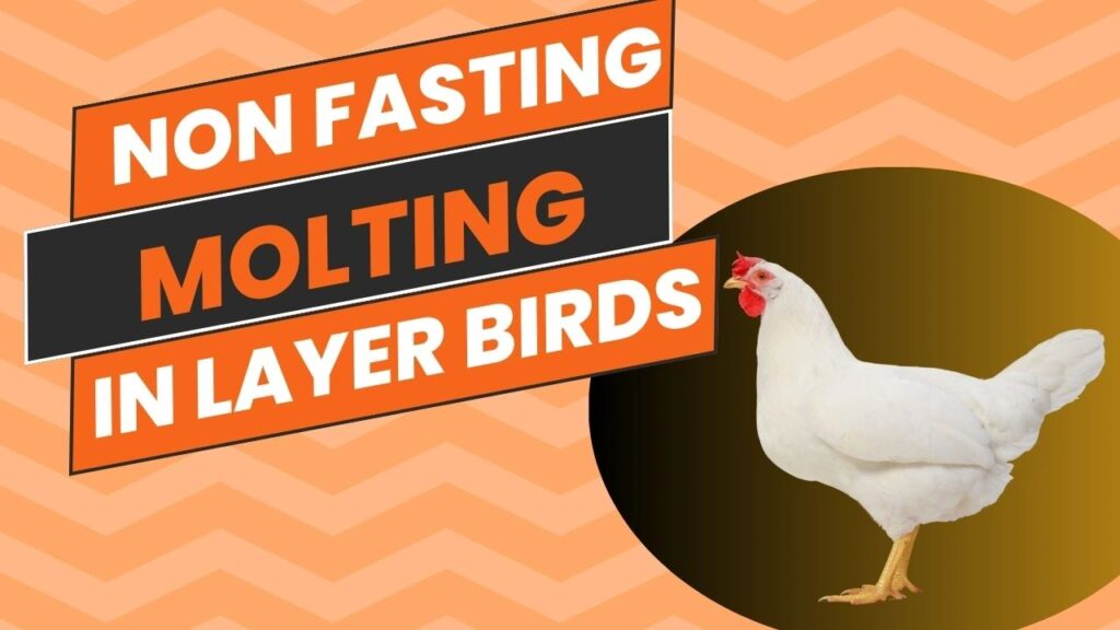 imn non fasting molting 24c8b