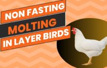 imn non fasting molting 24c8b
