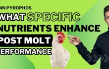 imn nutrients for pos molt a1b99