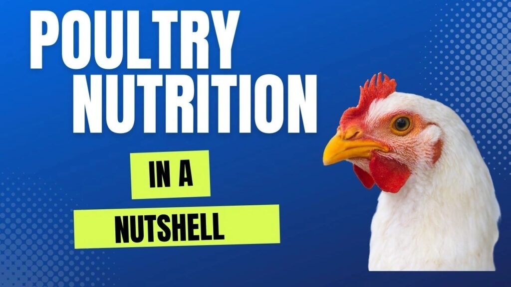 imn poultry nutrition in a nutshell ea104