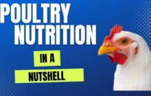 imn poultry nutrition in a nutshell ea104