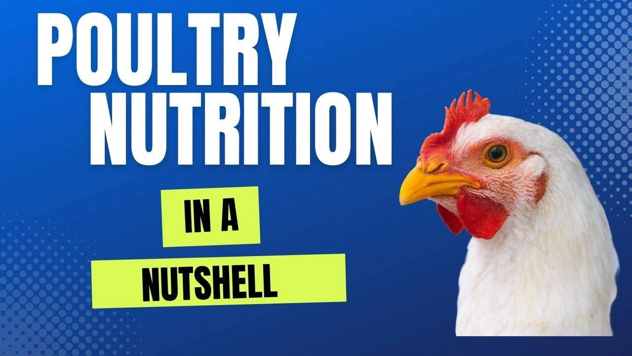 Poultry Nutrition in Nutshell: Broiler & Layer Chicken Nutrition