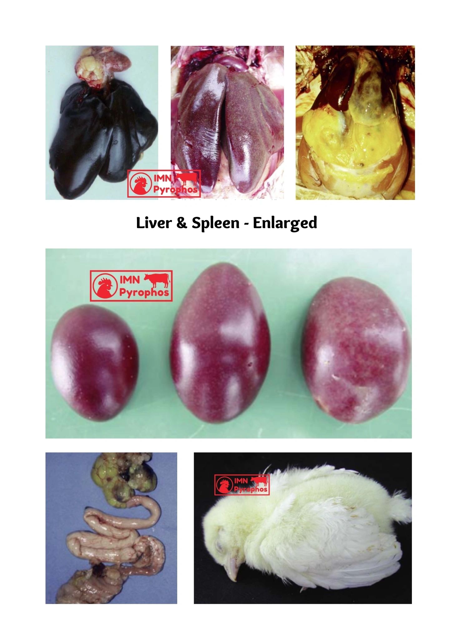 Pullorum Disease in Poultry: Symptoms, Control & Economic Impact