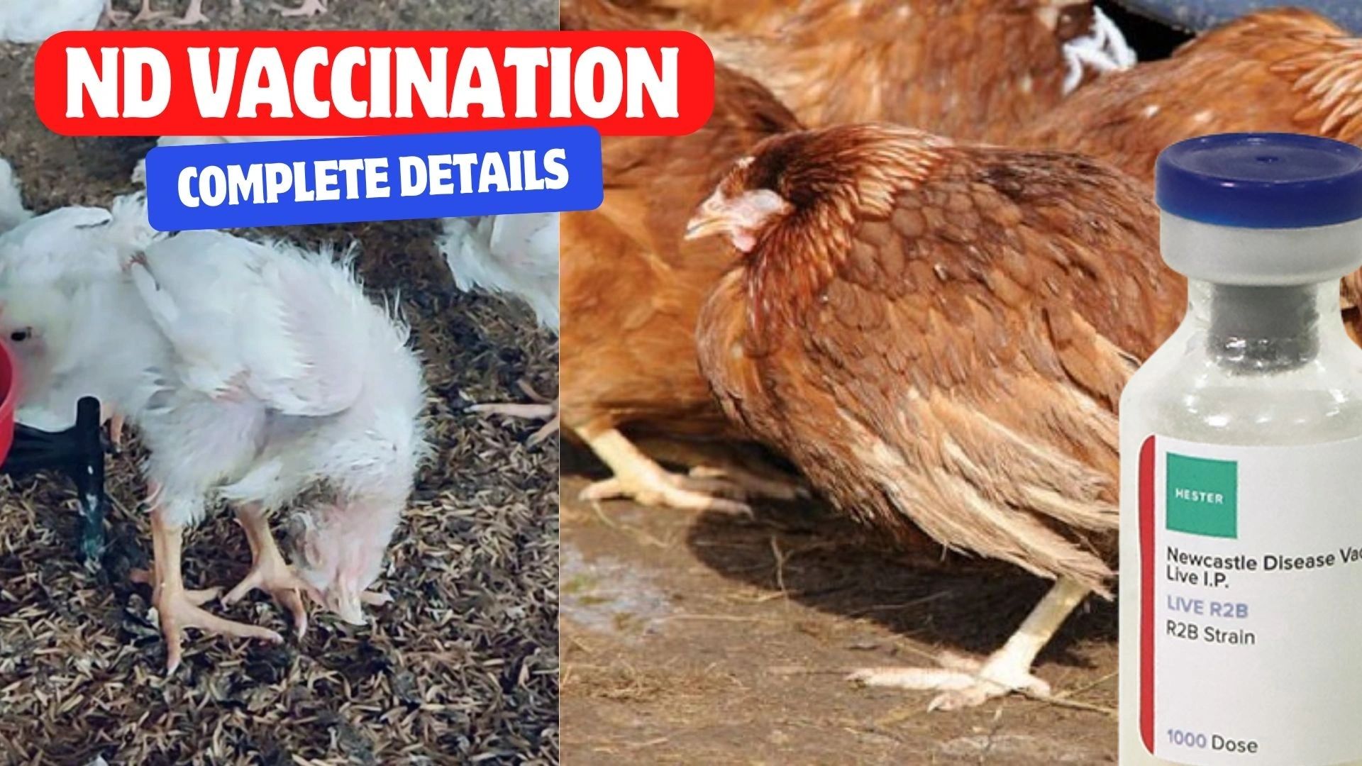 Newcastle Disease - ND Vaccination - Complete Details