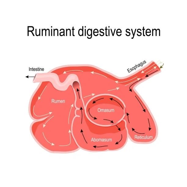 The Goat Digestive System: A Ruminant The Goat Digestive System: A Ruminant
