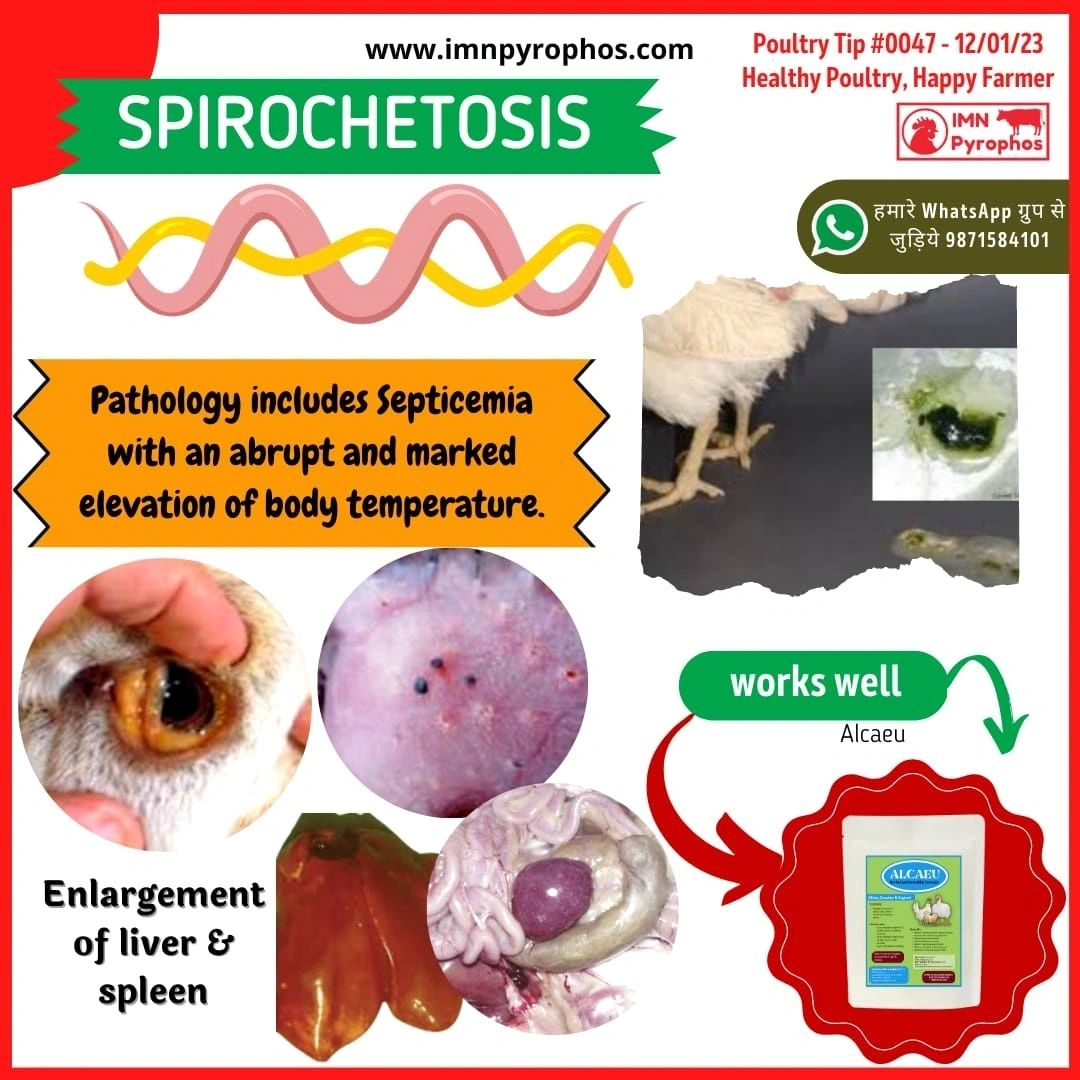 Avian Spirochetosis