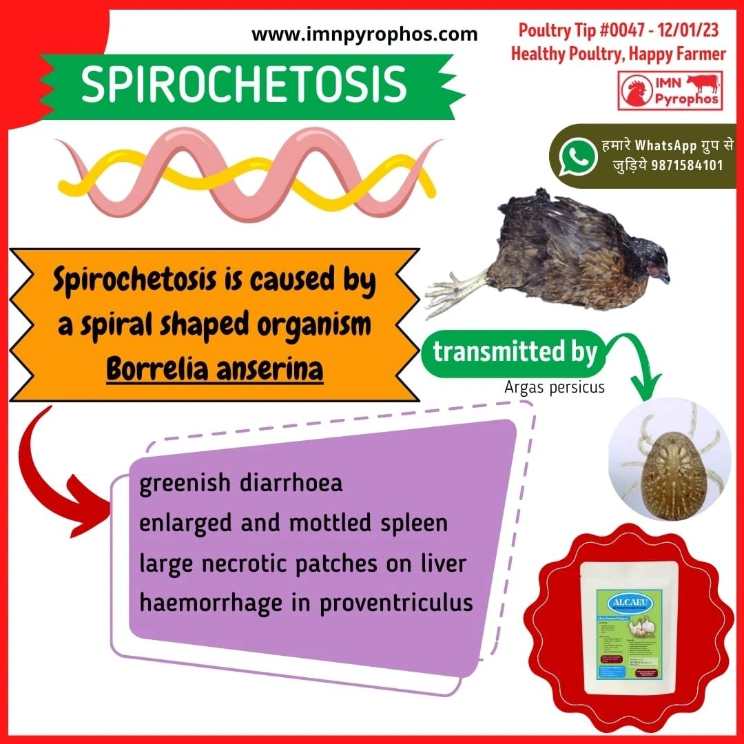 Avian Spirochetosis