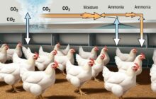 Poultry Ventilation Management (EC House) imn thumbnail d39cd