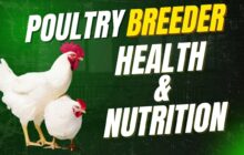 imn thumbnails breeder and hatchery 425dc