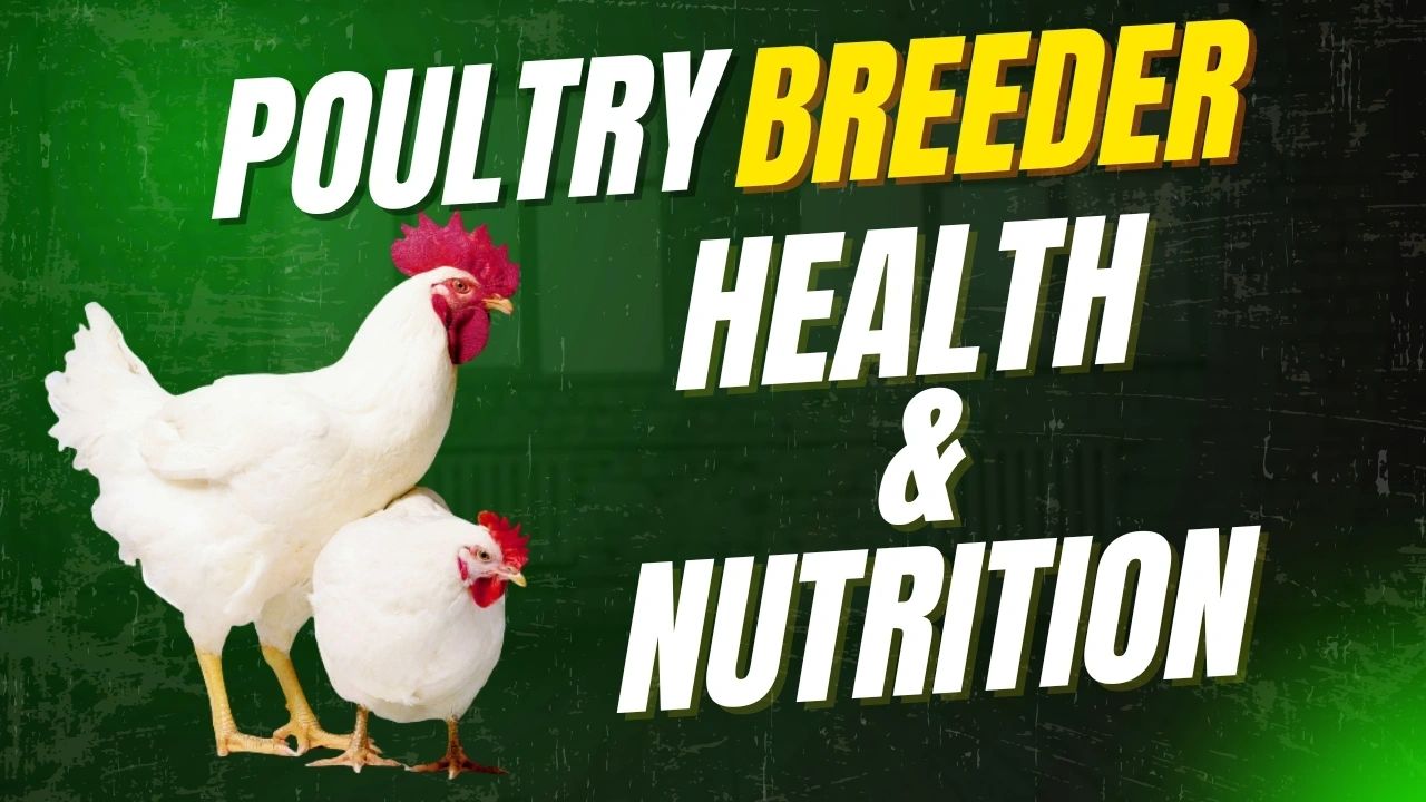 Breeder Nutrition and Health in Poultry Farming