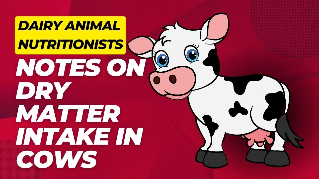 Notes on Dry Matter Intake in Cows - Simple Points