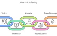 imn vitamin a 69754