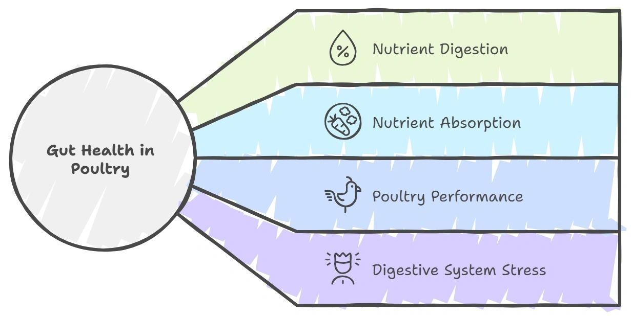 Poultry Gut Health Physiology & Dysbiosis - Practical Points