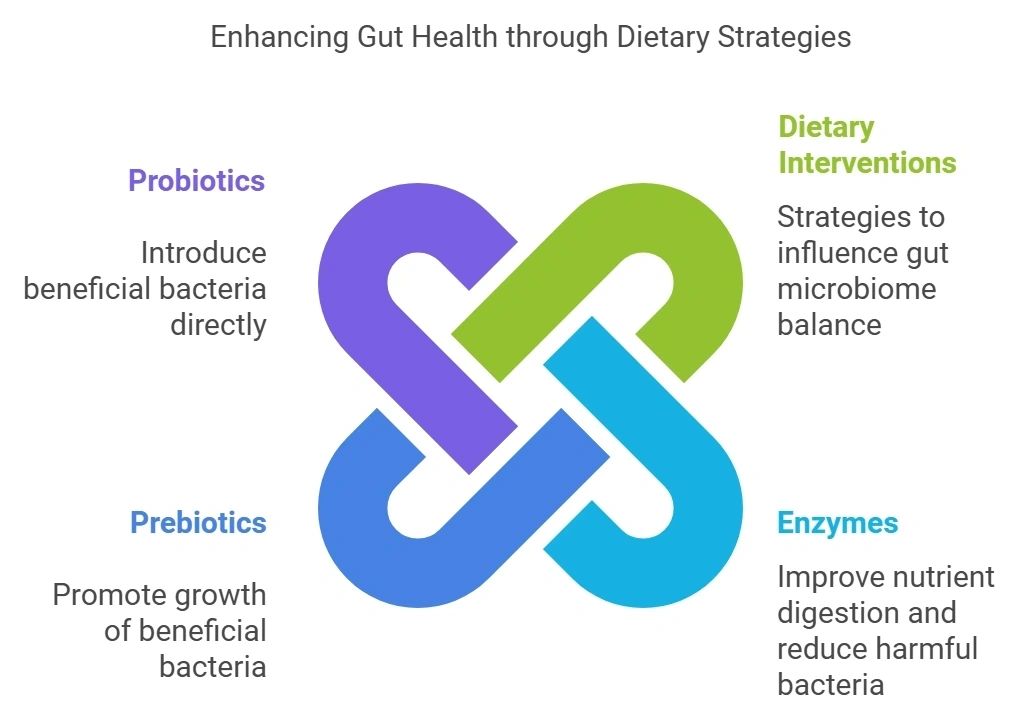 Poultry Gut Health Physiology & Dysbiosis - Practical Points