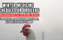 imn winter broiler schedule 77cd6f1 e9125