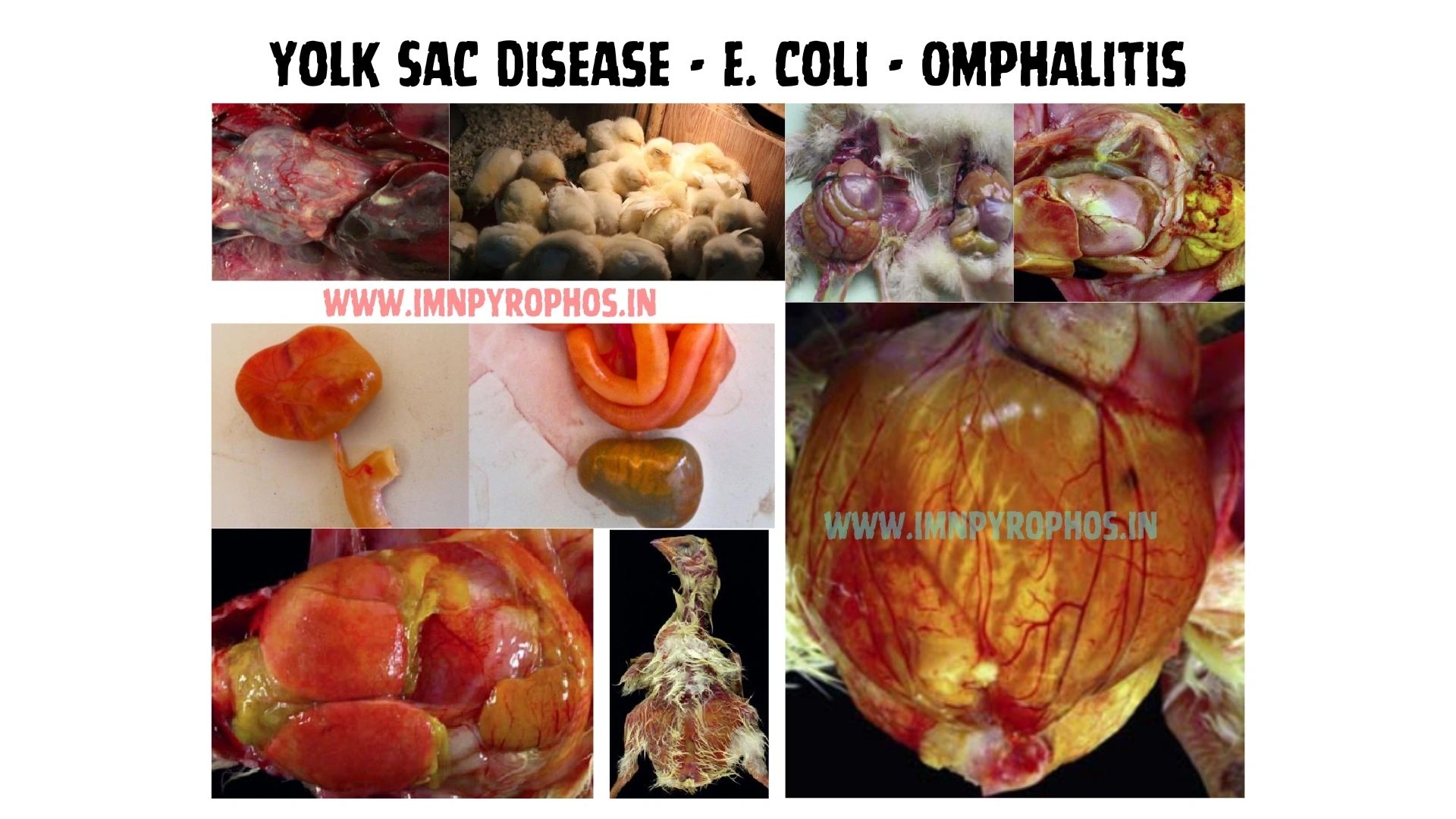 Early Chick Mortality in Hindi - Poultry Disease Treatment
