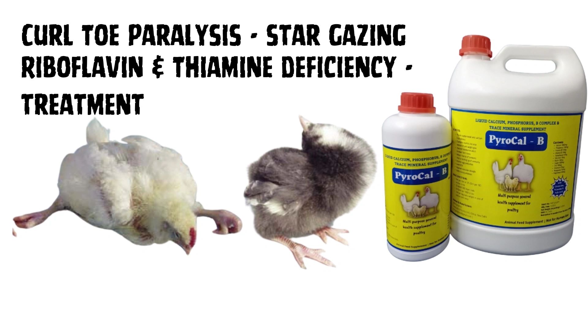Early Chick Mortality in Hindi - Poultry Disease Treatment