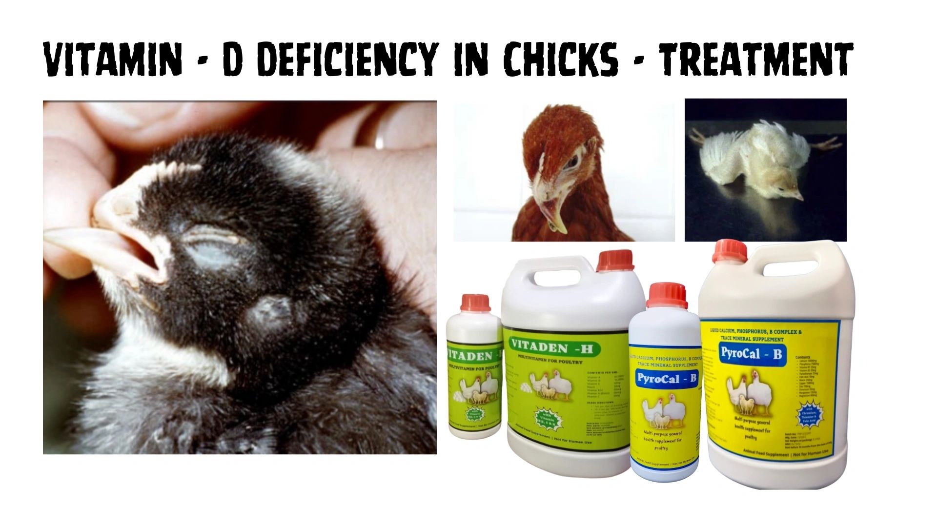 Early Chick Mortality in Hindi - Poultry Disease Treatment