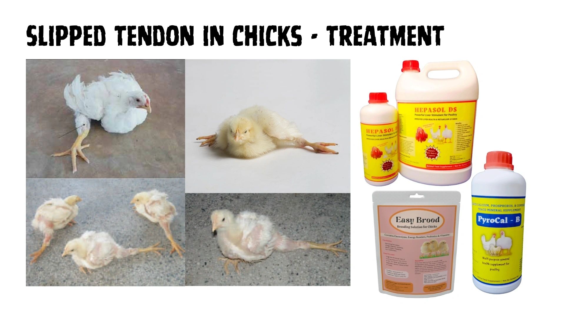 Early Chick Mortality in Hindi - Poultry Disease Treatment