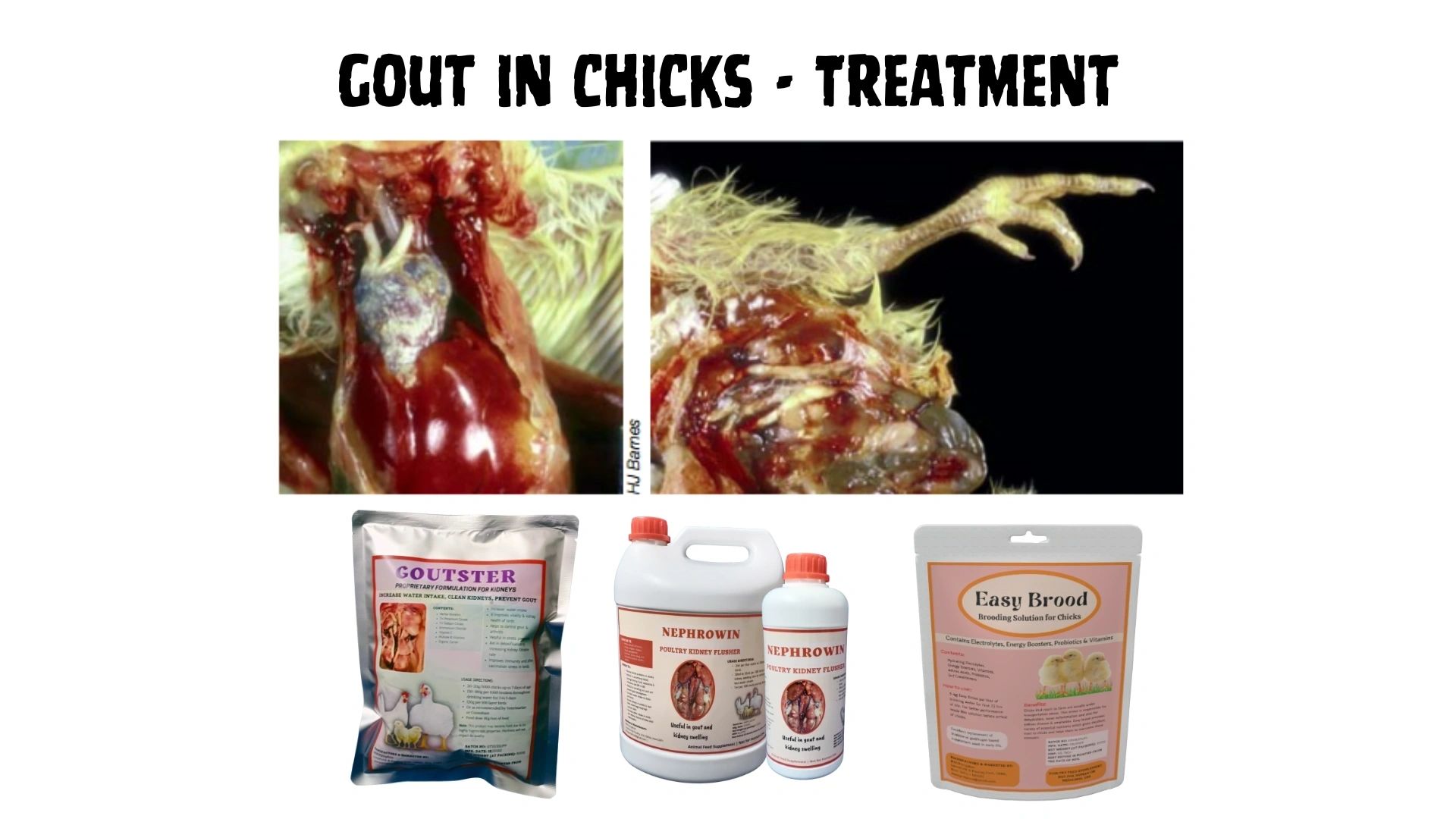 Early Chick Mortality in Hindi - Poultry Disease Treatment
