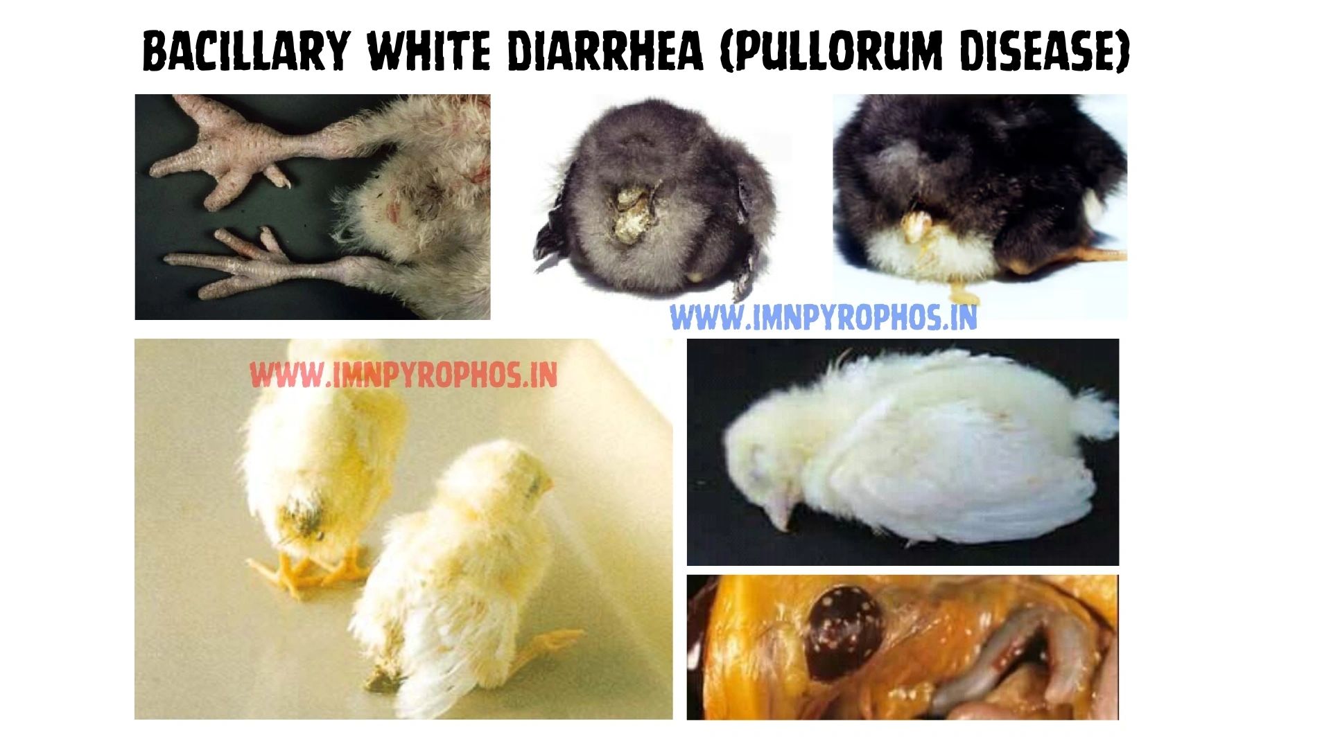 Early Chick Mortality in Hindi - Poultry Disease Treatment