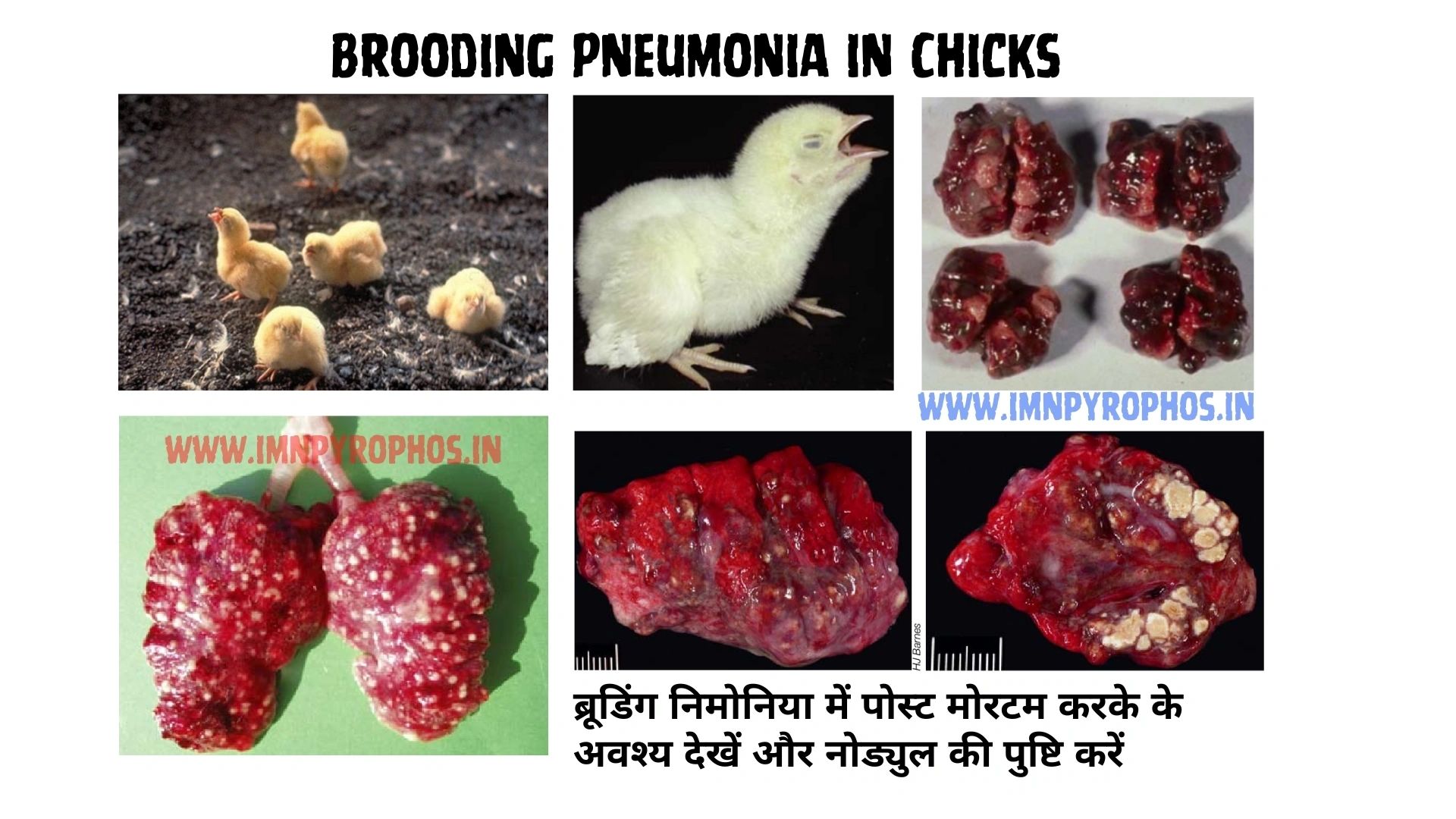 Early Chick Mortality in Hindi - Poultry Disease Treatment