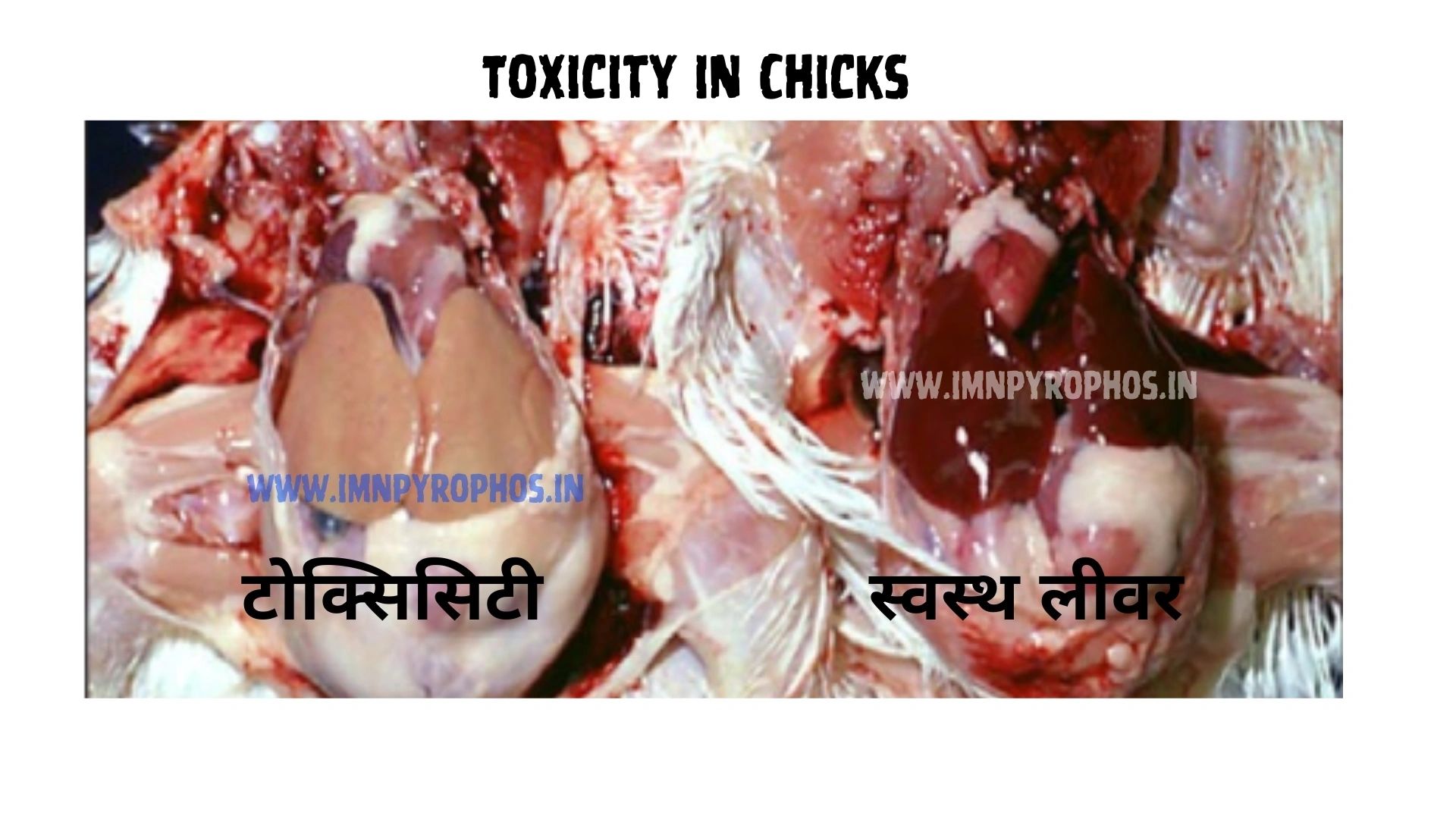 Early Chick Mortality in Hindi - Poultry Disease Treatment