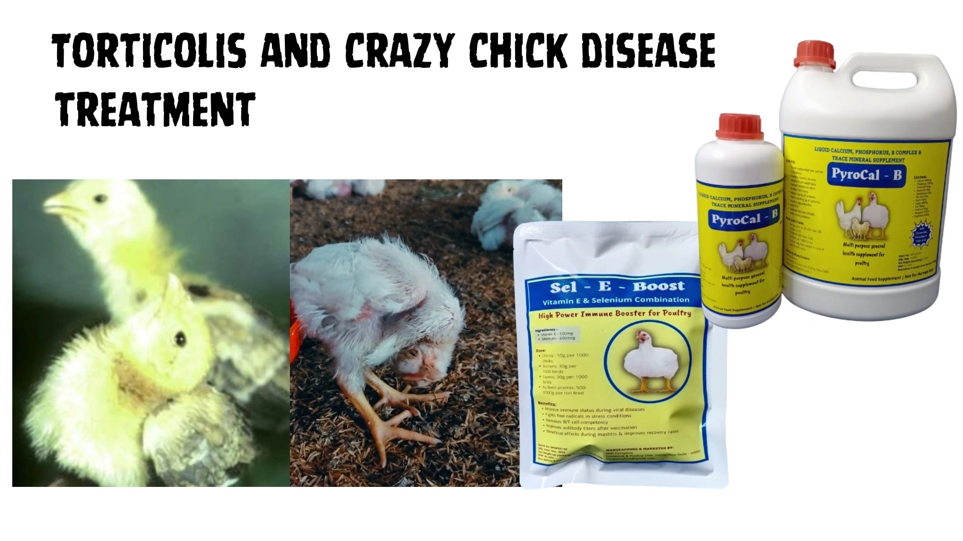 Early Chick Mortality in Hindi - Poultry Disease Treatment