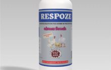 imnp respoze