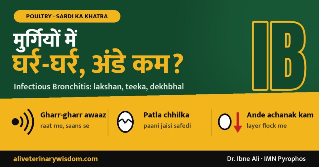 Murgiyon me gharr-gharr, ande kam? Infectious Bronchitis (IB) ke lakshan aur bachav