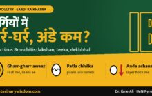 Murgiyon me gharr-gharr, ande kam? Infectious Bronchitis (IB) ke lakshan aur bachav