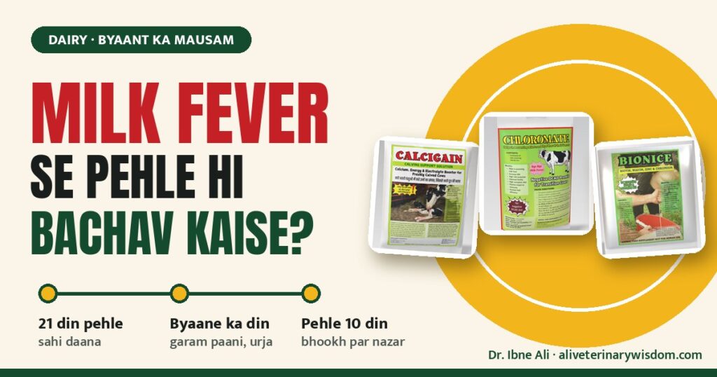 Milk fever se pehle hi bachav kaise? Byaane se 21 din pehle ka plan